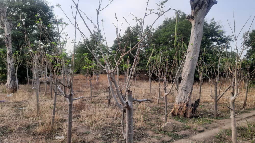moringa tree in africa cameroon