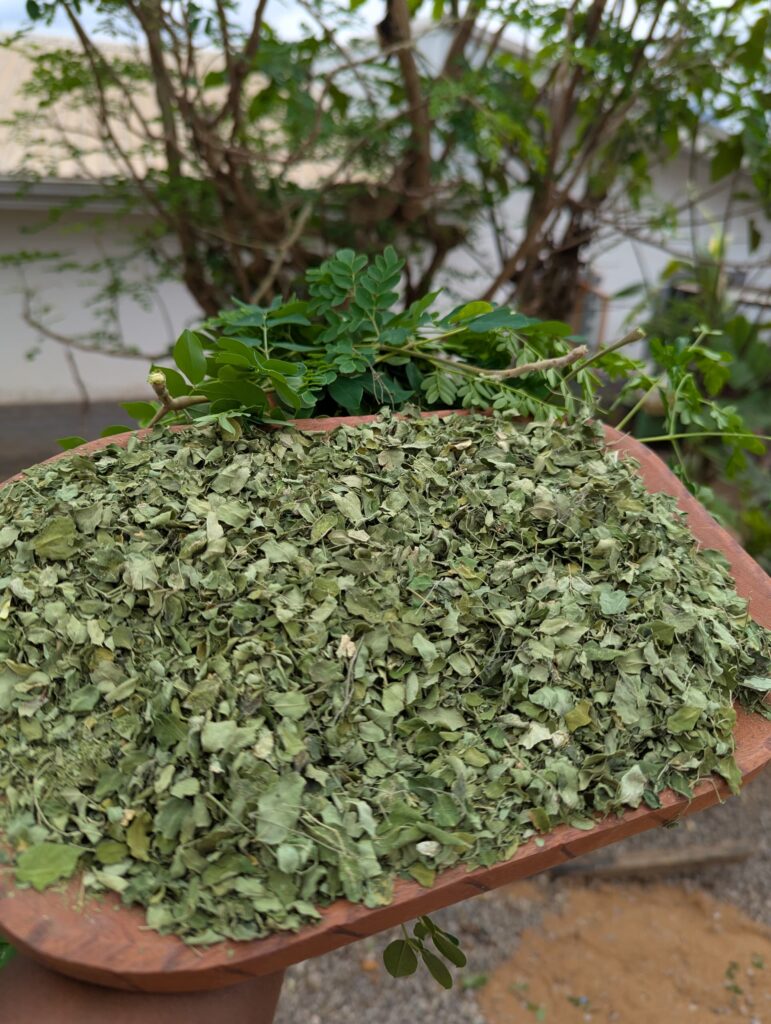 moringa leave