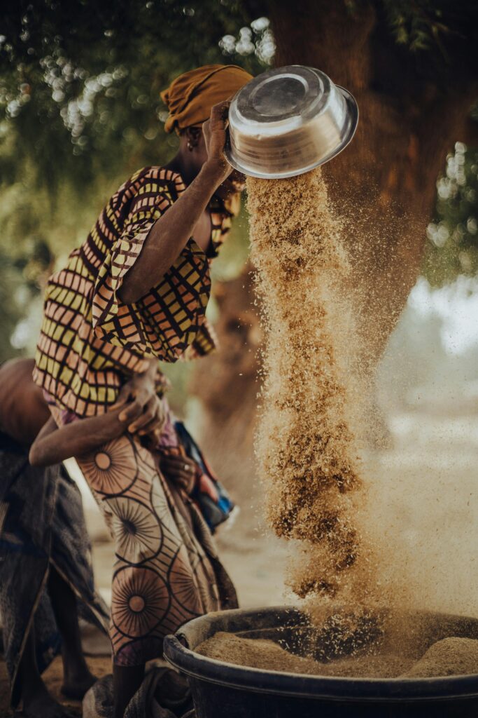 fonio west africain grain